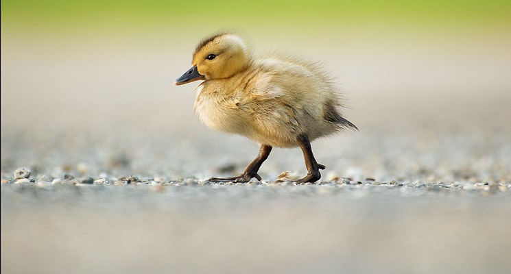 A duck walks into a drug store…