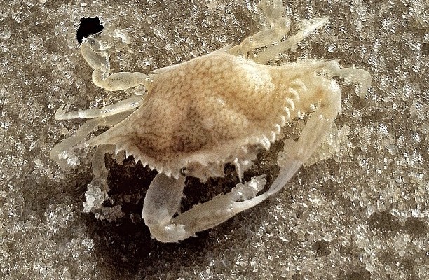 A lonely female crab was walking down the beach…